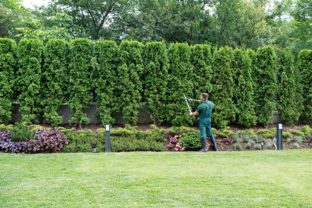 Best Stump Grinding and Removal  in Dubuque, IA